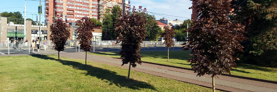 Саженцы на площади Василевского
